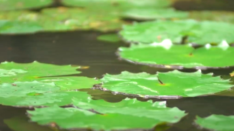 Capa AI and the Amazon - Sustainable Ideas for COP30 2